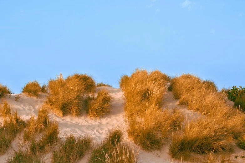 the sun shines through the grass and brush near the dunes