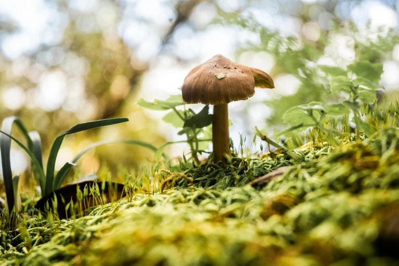 a close - up of a mushrooms cap