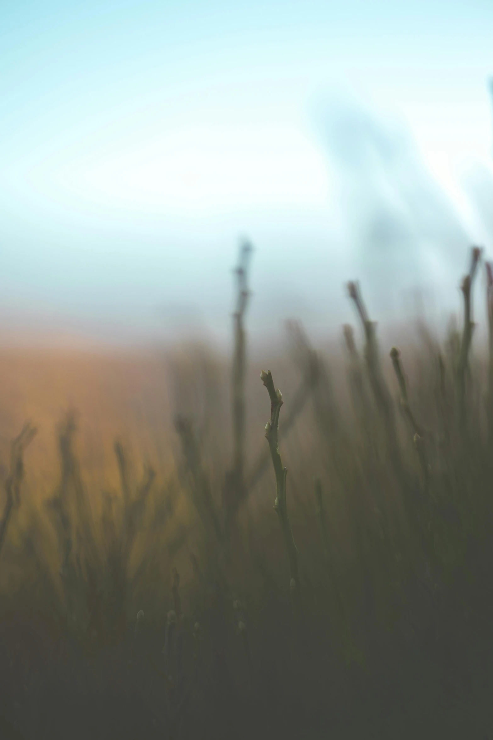 a field of tall grass with a blurry background