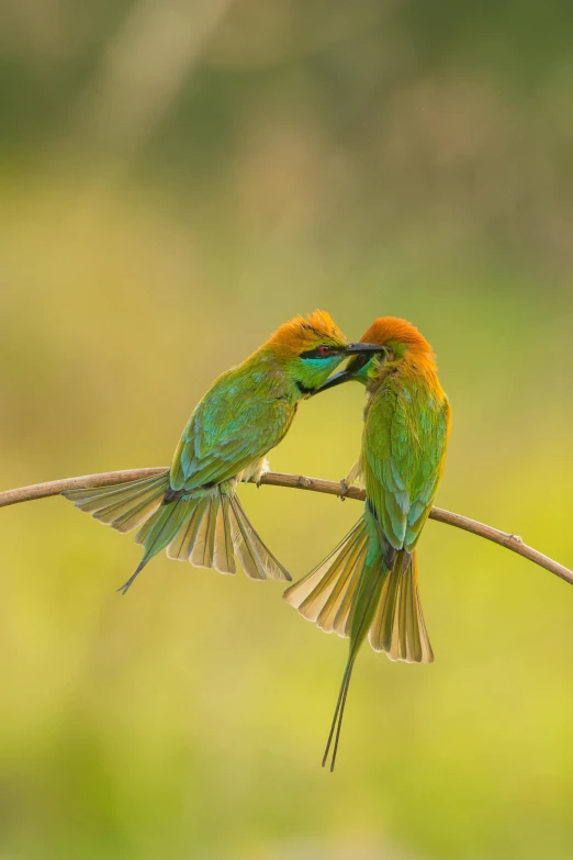 two bright colored birds sitting on top of a nch