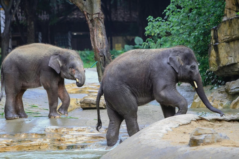 two elephants are walking around outside in the wild