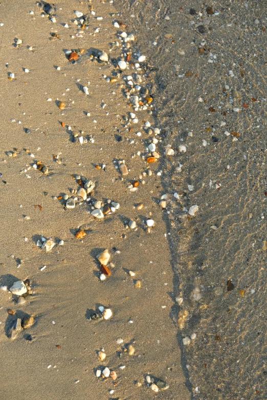 shells in the sand next to the water