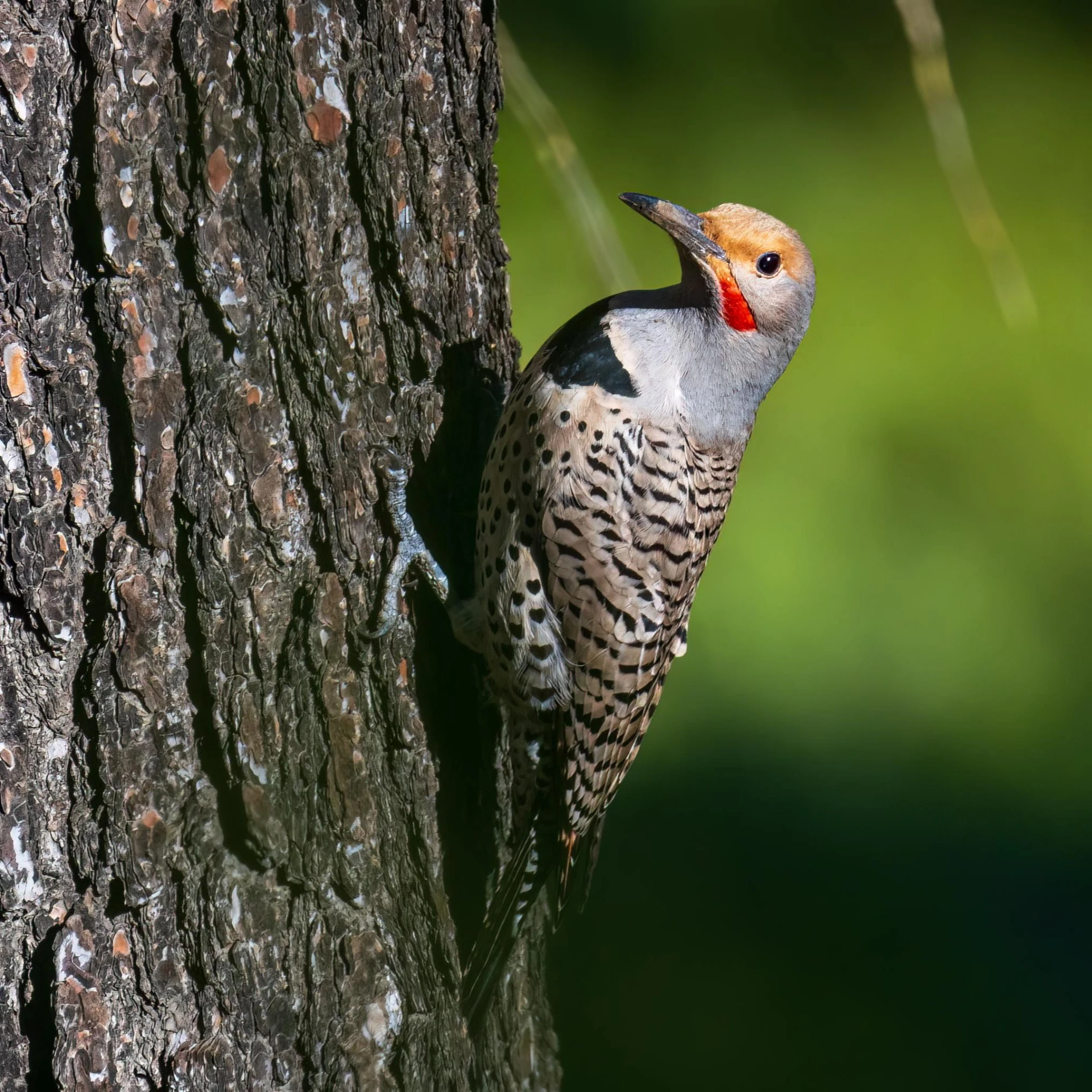 a small brown bird is standing in the bark