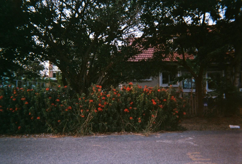 red flowers growing in front of trees next to a house