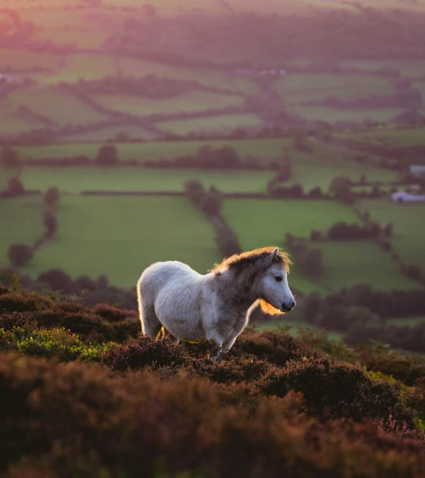 a white horse standing on top of a hill