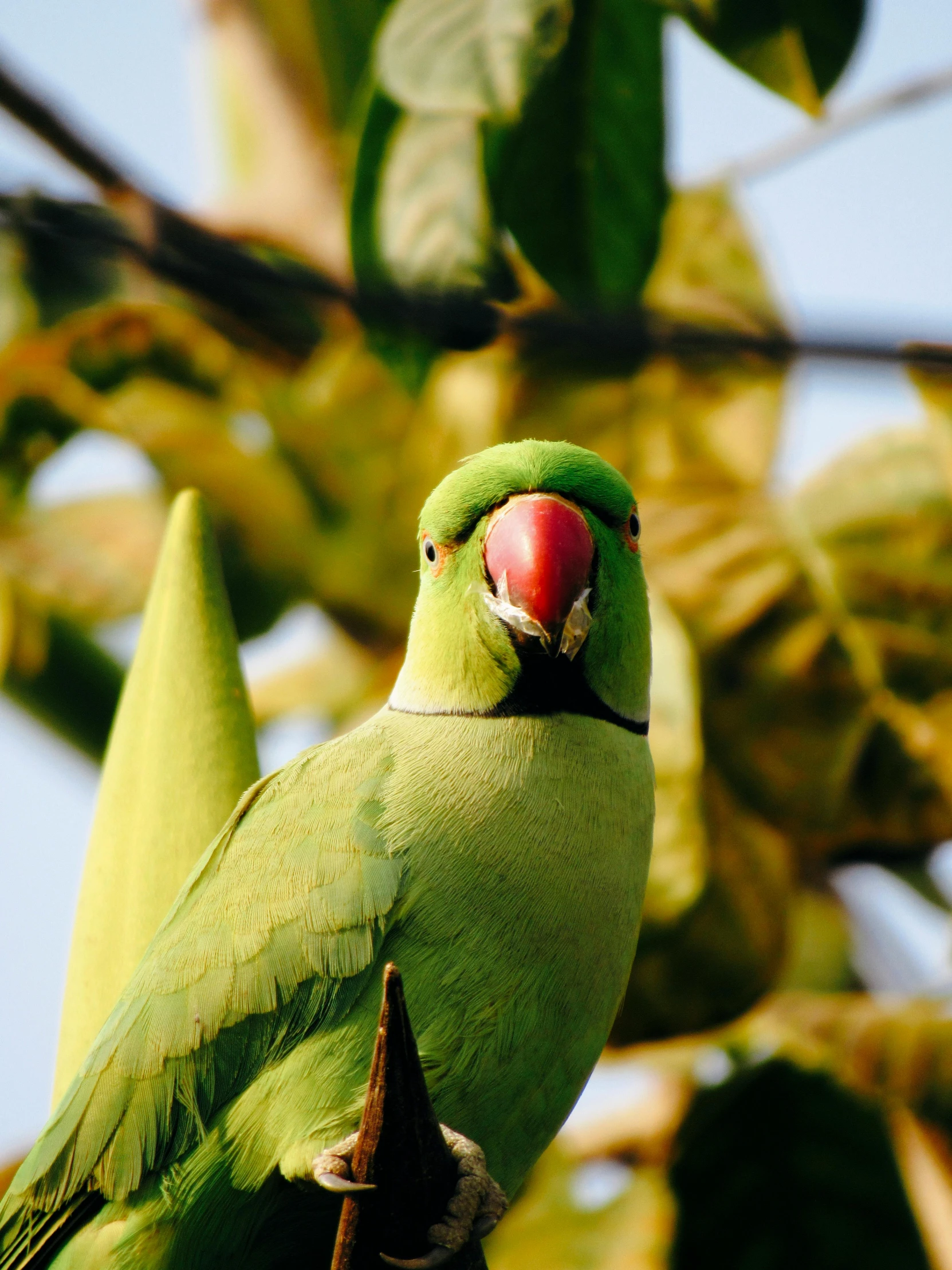 a green parrot sits on a nch in front of the leaves of a tree