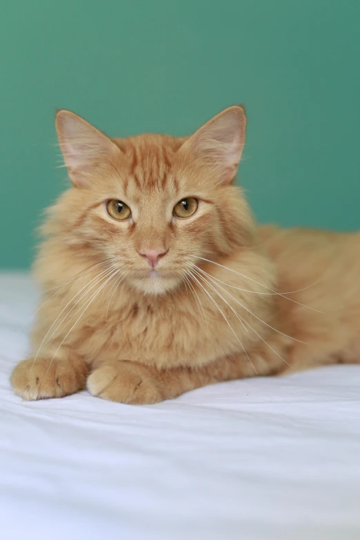 a yellow cat laying on top of a white bed