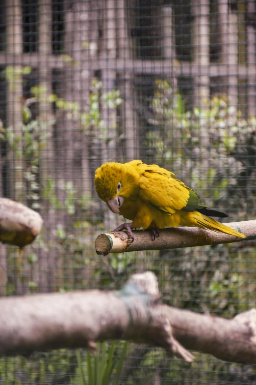 a parrot perched on top of a piece of wood