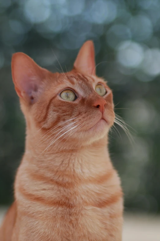 a close up of a cat with a big curious look