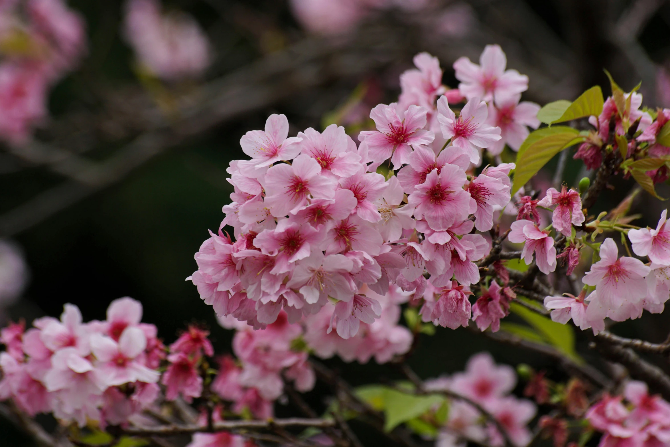 pink flowers are blooming on the nches of trees