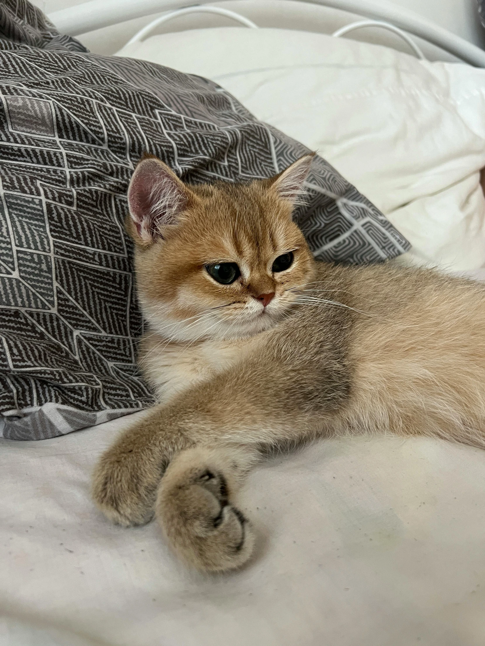 cat laying on the bed with its paw up