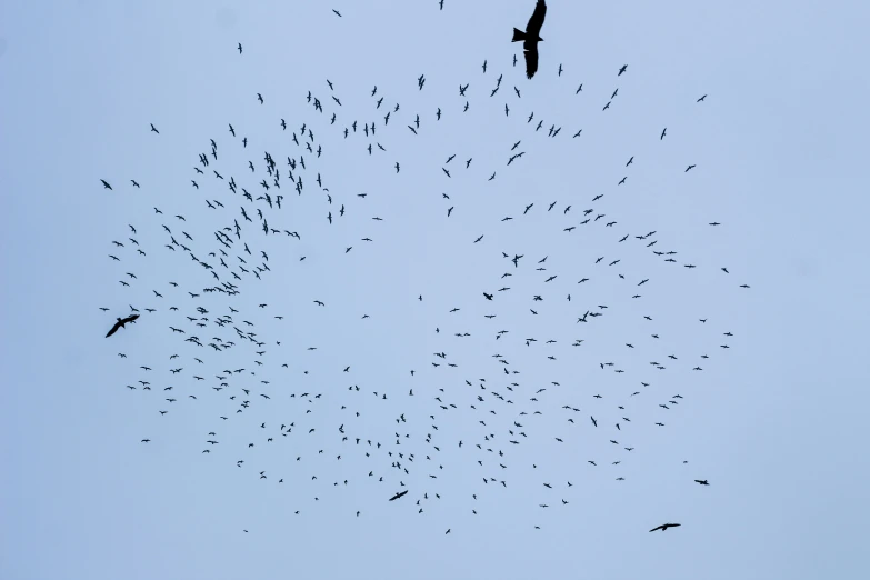 a flock of birds in the air over a building