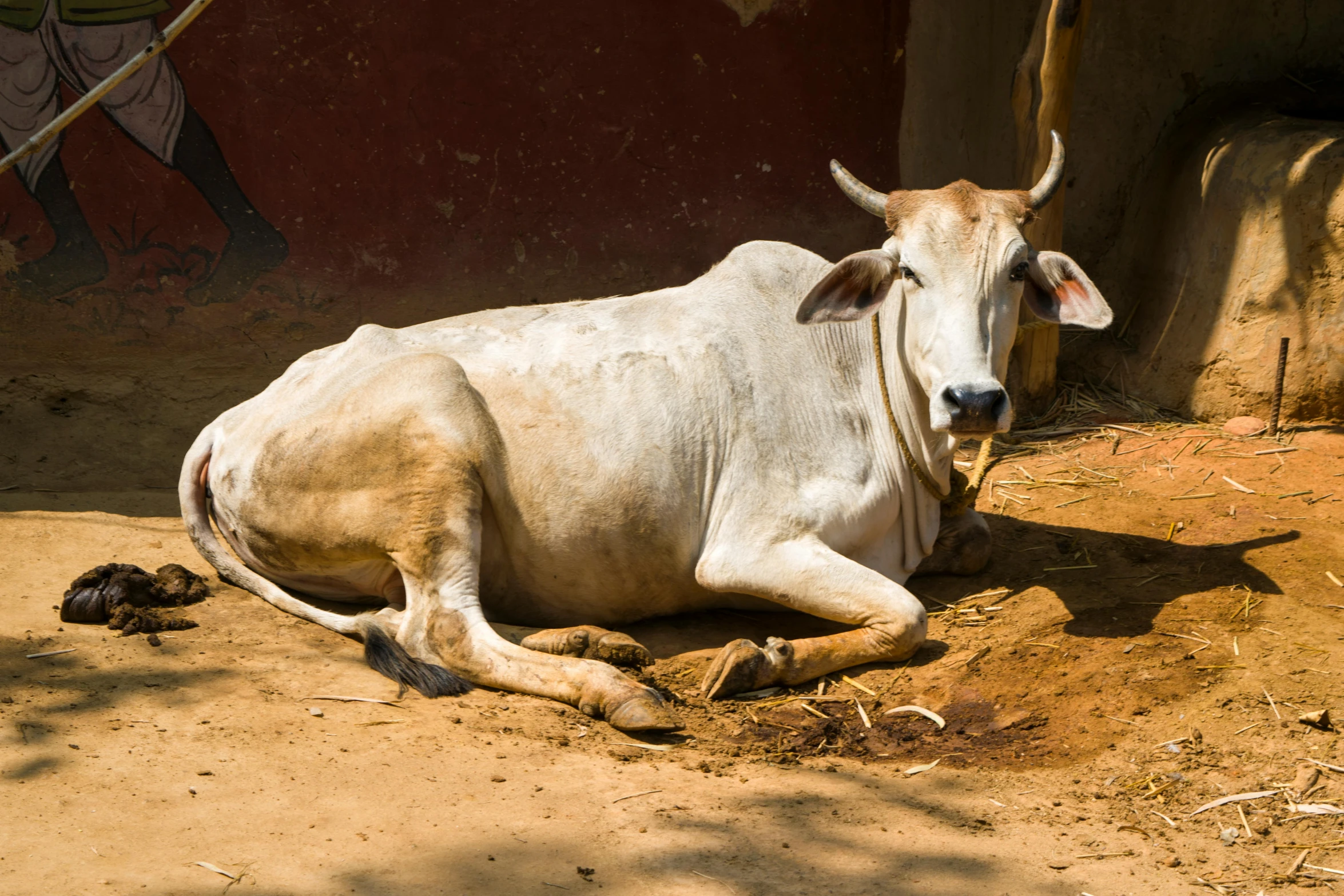 a white cow laying on the ground next to a barn