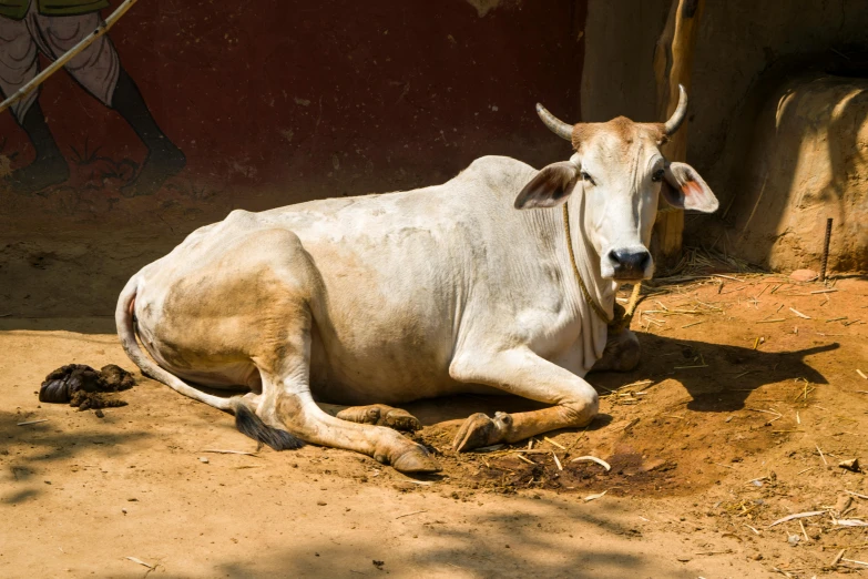 a white cow laying on the ground next to a barn