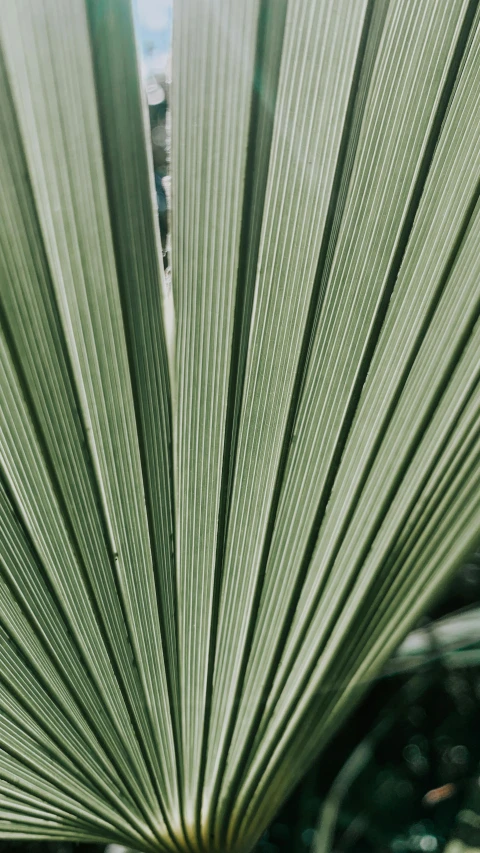 the leaves of a large green plant are seen in this pograph