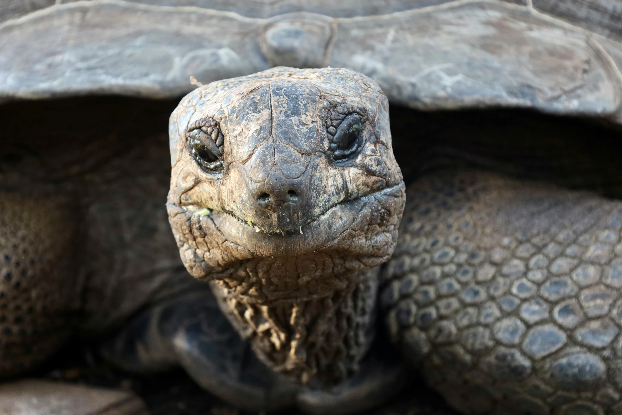 an old tortoise turtle with its head tilted down looking at the camera