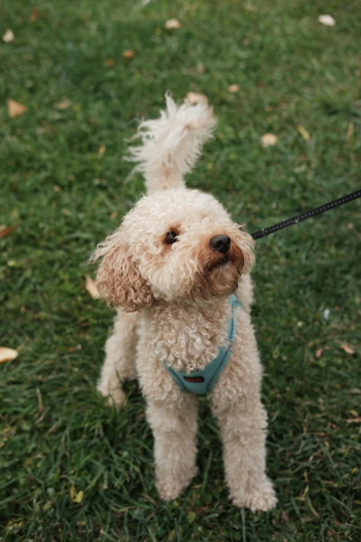 a little dog is being walked on a leash