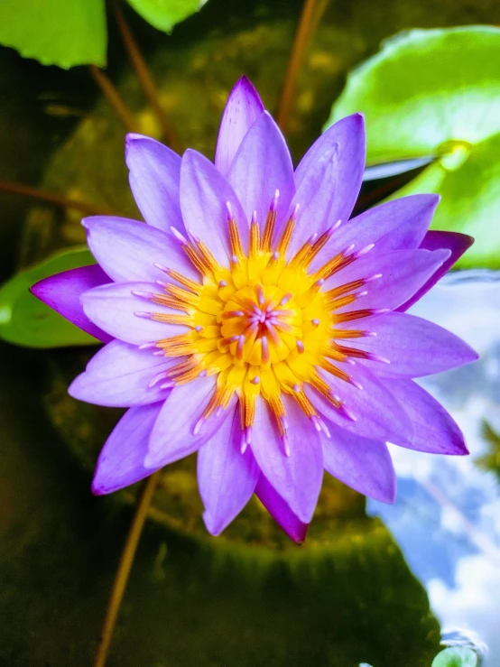 the purple waterlily is blooming in the pond