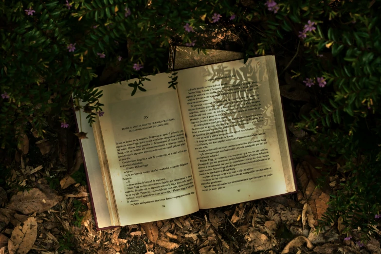 an open book laying on a ground with purple flowers