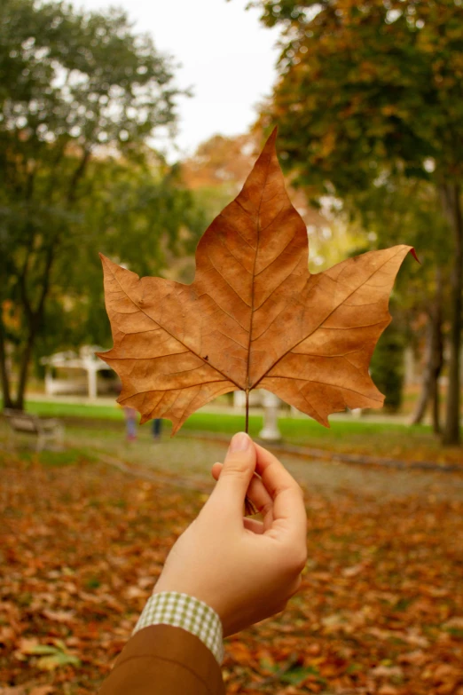 a person holding a leaf in the middle of a park
