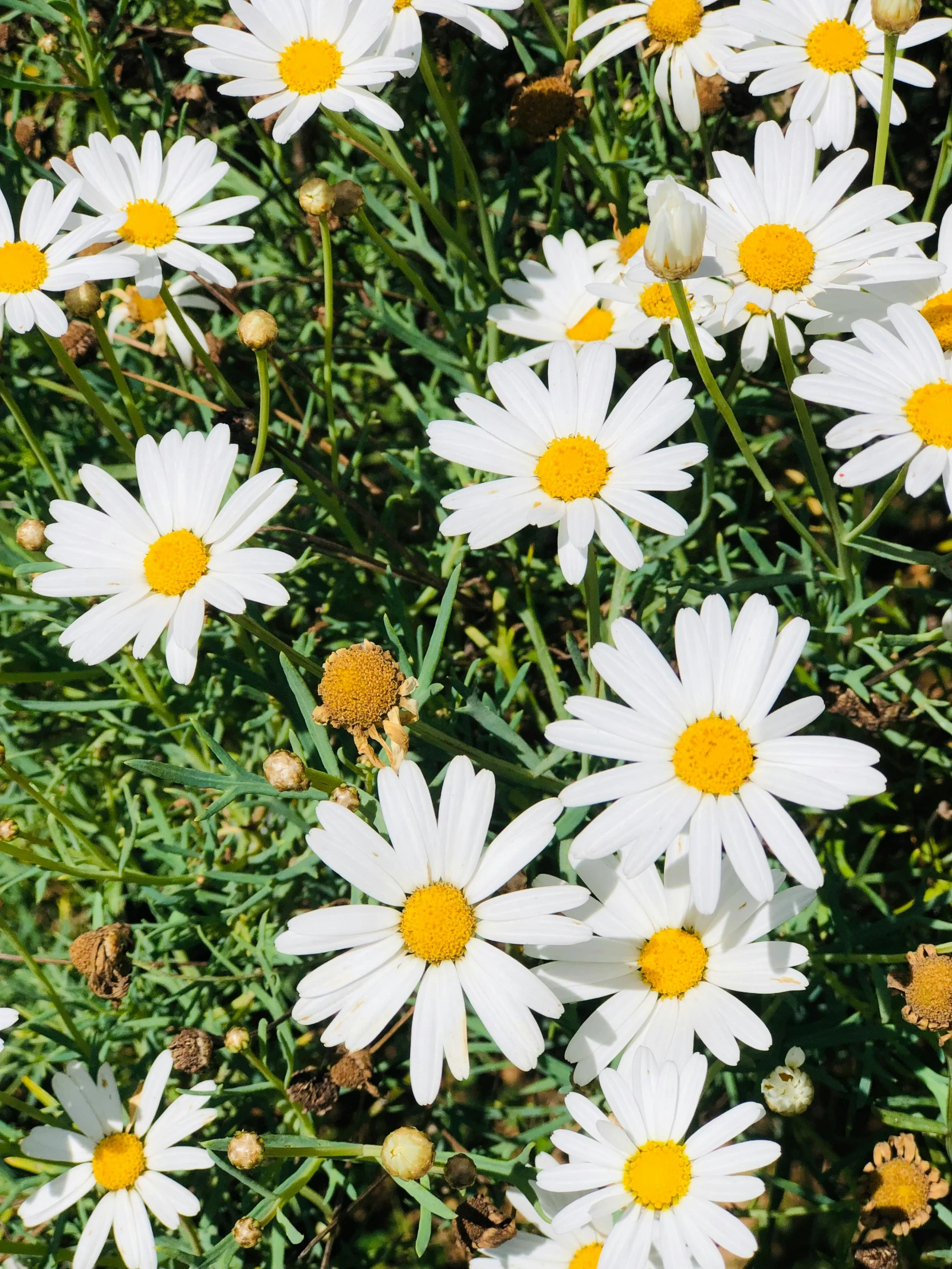 white flowers bloom in the green and yellow flowers