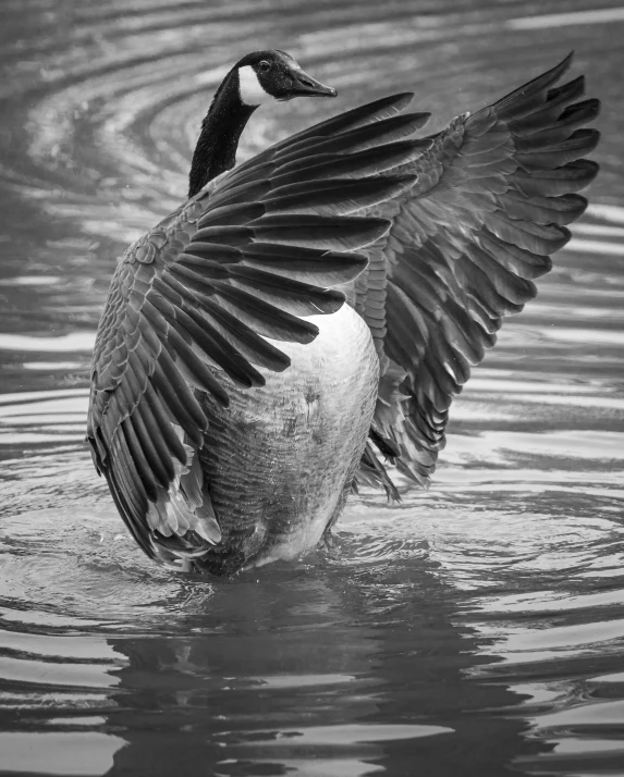 a goose flaps its wings to fly above water