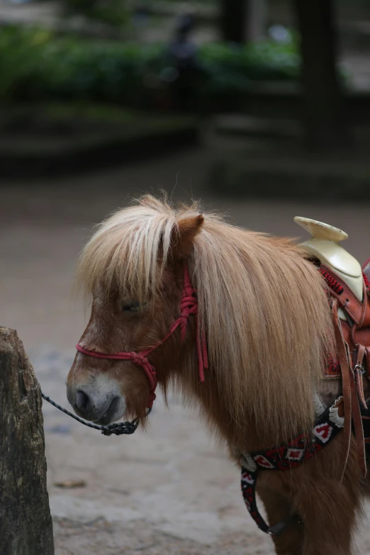 this horse is standing in the dirt with a saddle