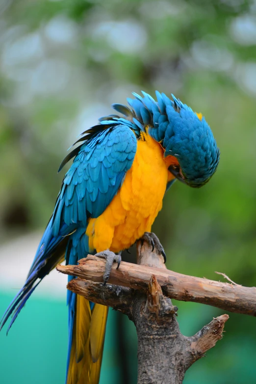 a colorful bird perched on top of a nch