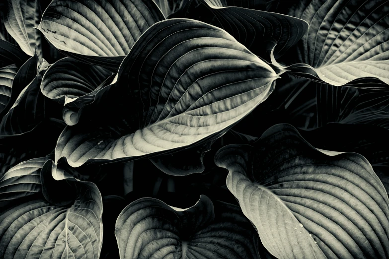 black and white image of a plant in bloom