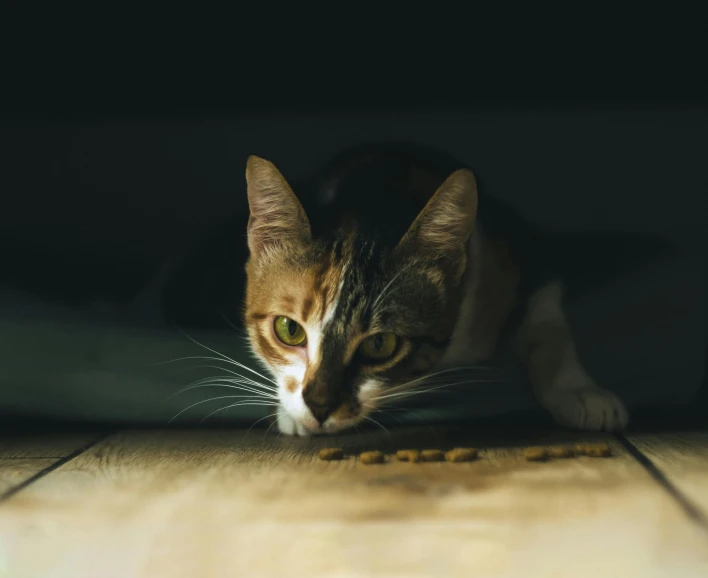 a close - up of a cat sitting on a floor staring