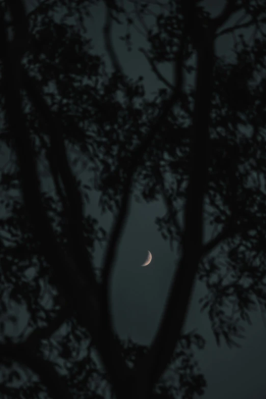 the moon is peeking out of behind the tree