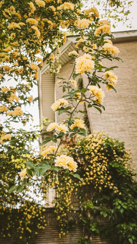 a very pretty yellow flowers near the grass and some house