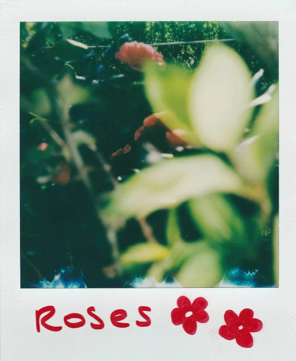 a polaroid po taken in a wooded area shows a tree and the words roses on the left side