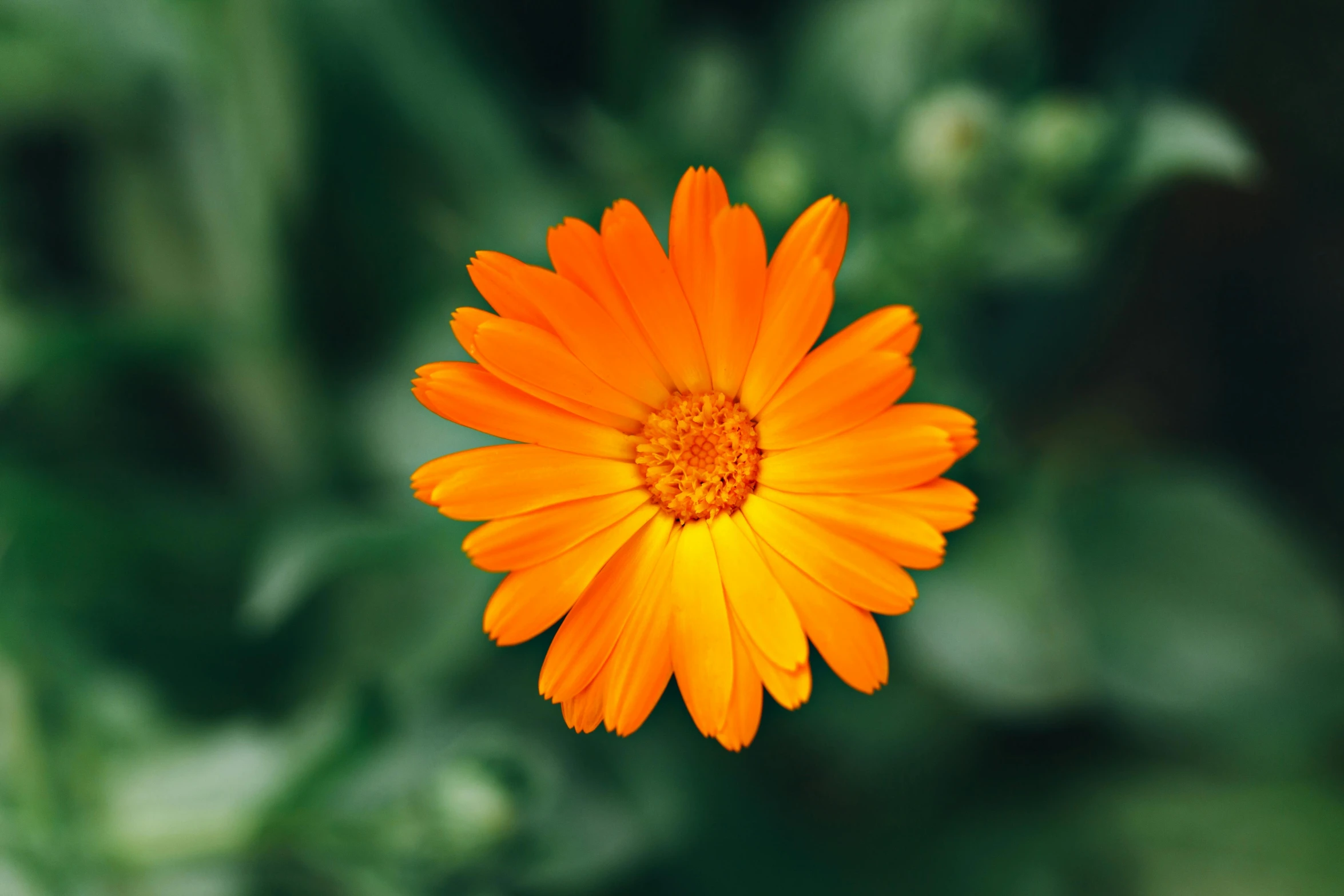 an orange flower in the middle of grass