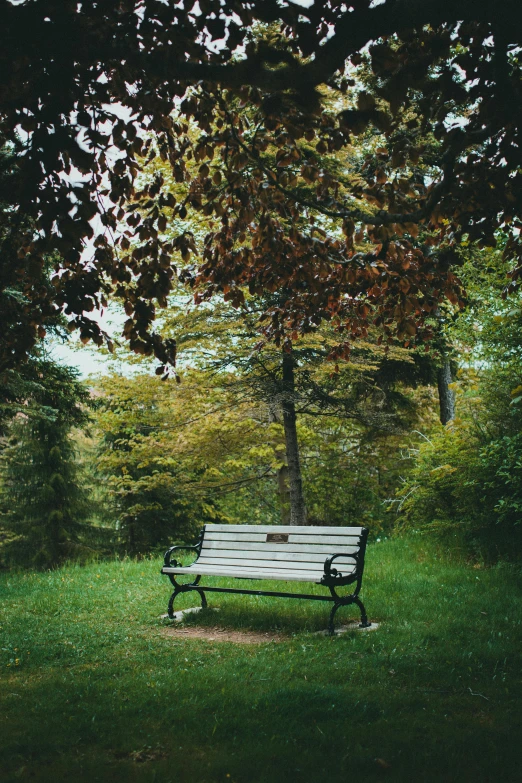 a park bench under the shade of a tree