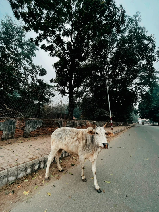 the cow is walking down the street in the evening
