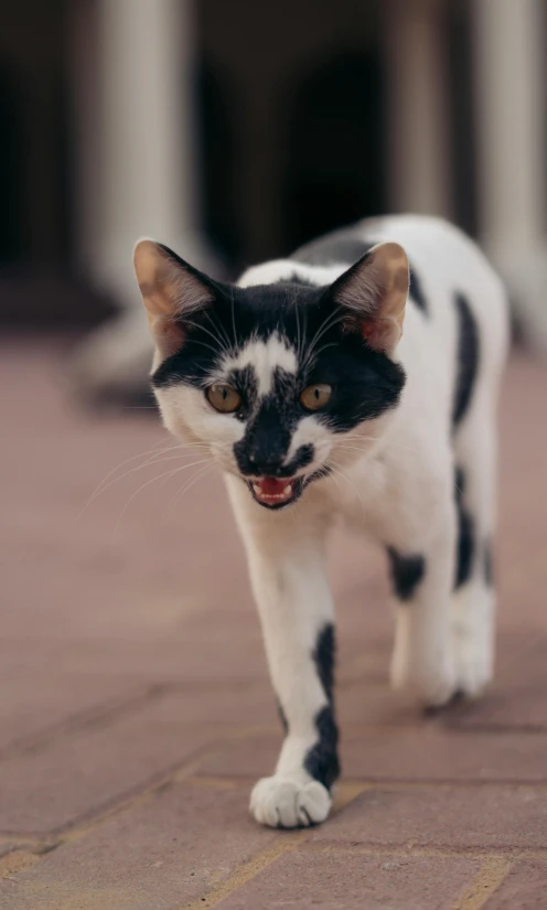 a cat walking around on a brick walkway