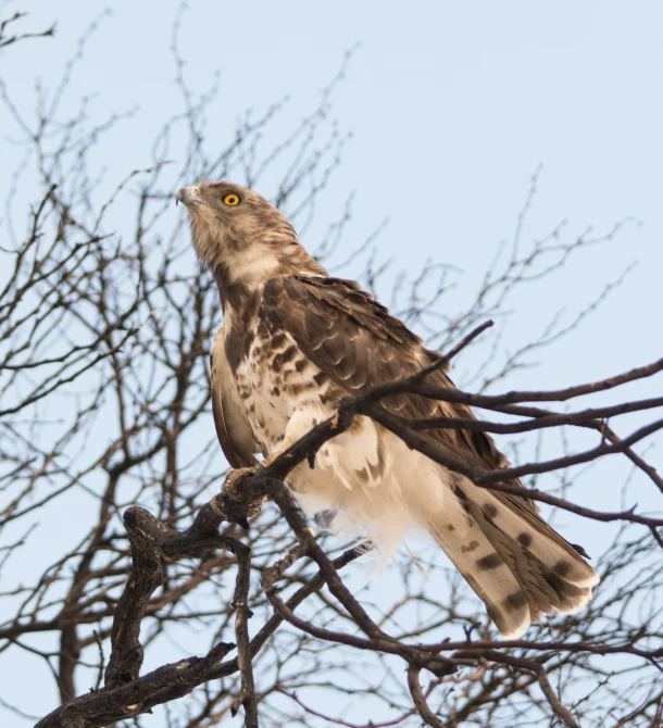an ospreal perches in a tree nch