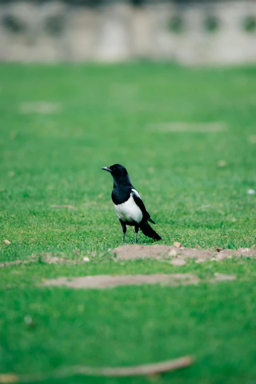 a black and white bird sitting in a field