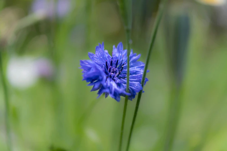 a blue flower in a grass field