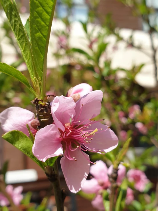 the pink flower is in bloom on a plant