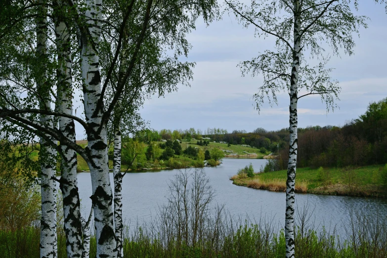 a stream running through a lush green forest