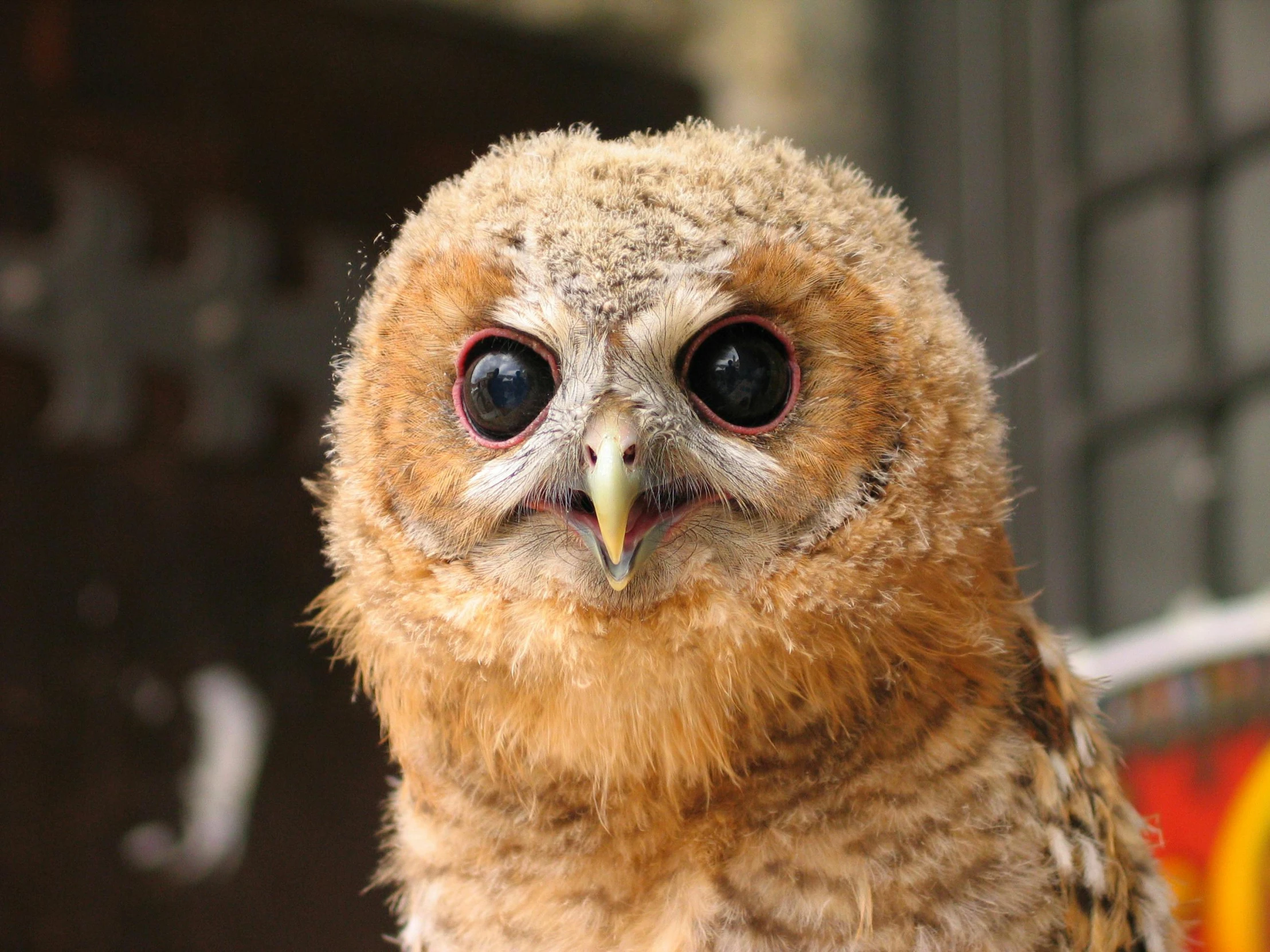 an owl has a black - eyed eye and yellow beak