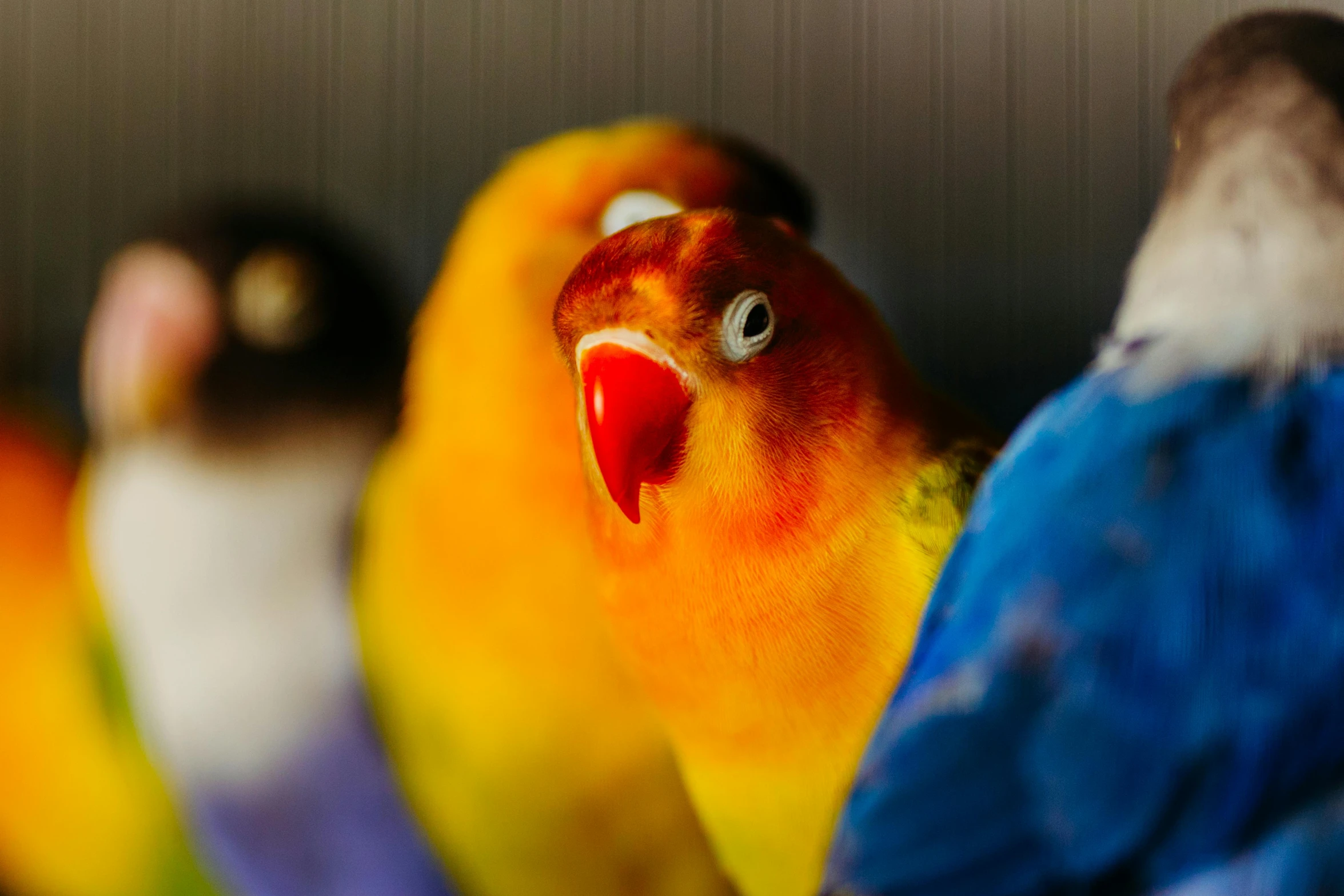 a bunch of birds sitting together in a room