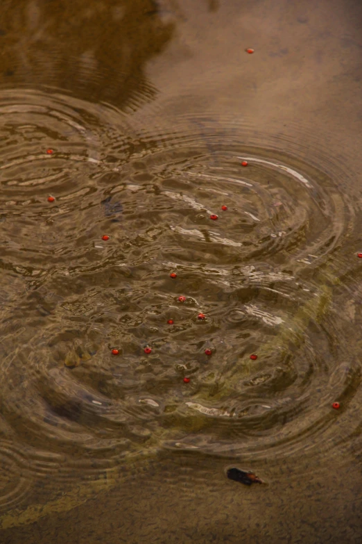 small red balls in the water of a pond