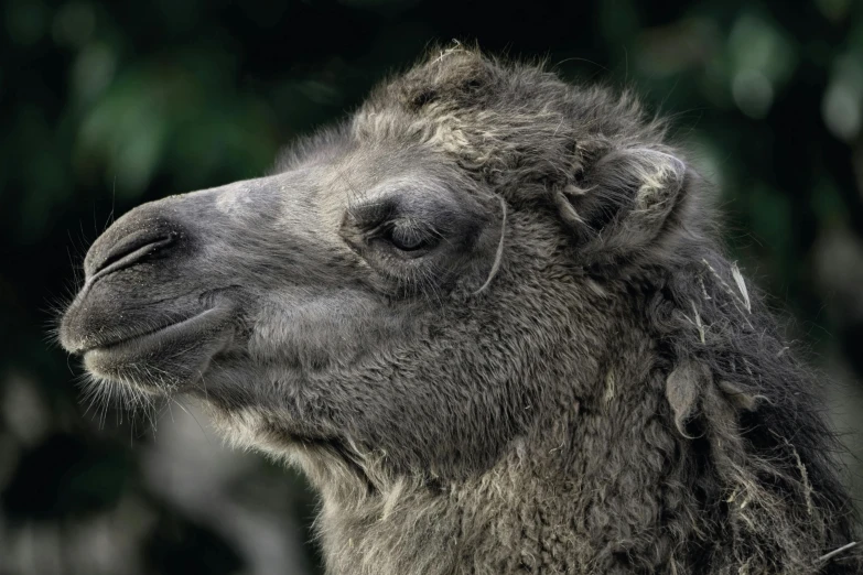 a close up of the nose and back of an animal