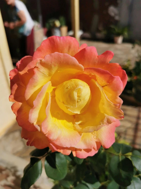 an orange and yellow rose with some green leaves