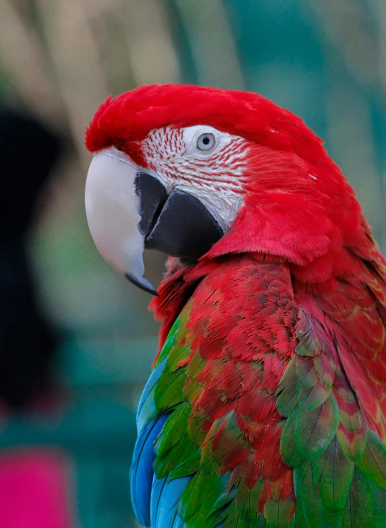 close up of an exotic parrot with an unique head
