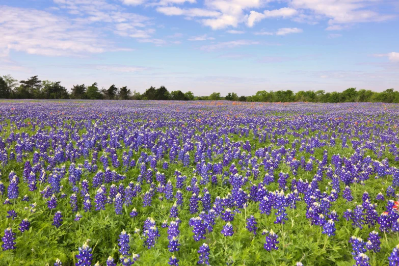 a field full of purple flowers under a cloudy blue sky