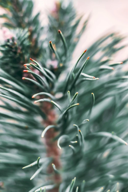 some leaves are next to a very large pine tree